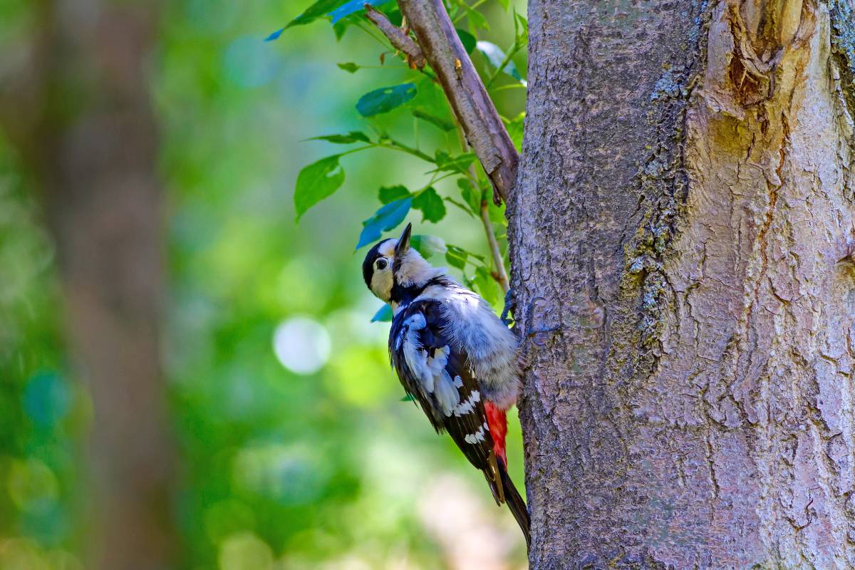 Un pivert perché sur le tronc d'un arbre