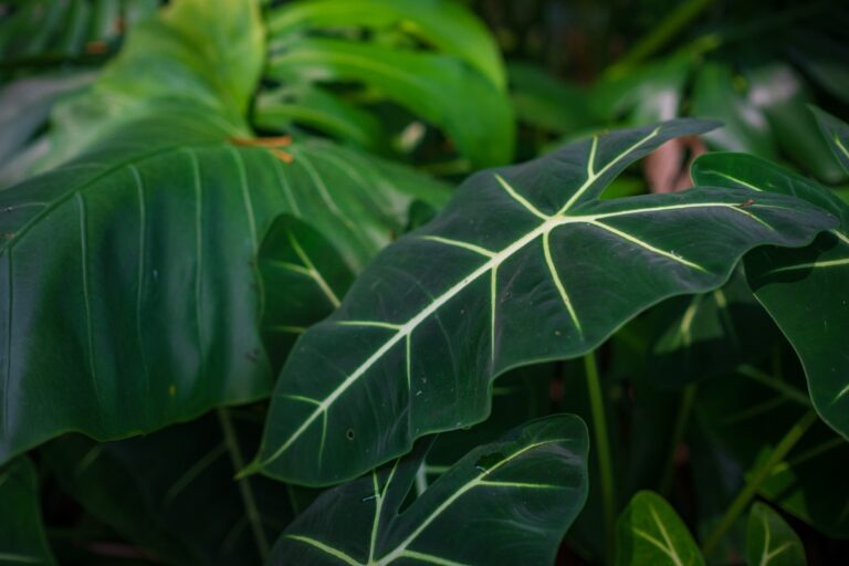 Une plante d'alocasia dans le jardin