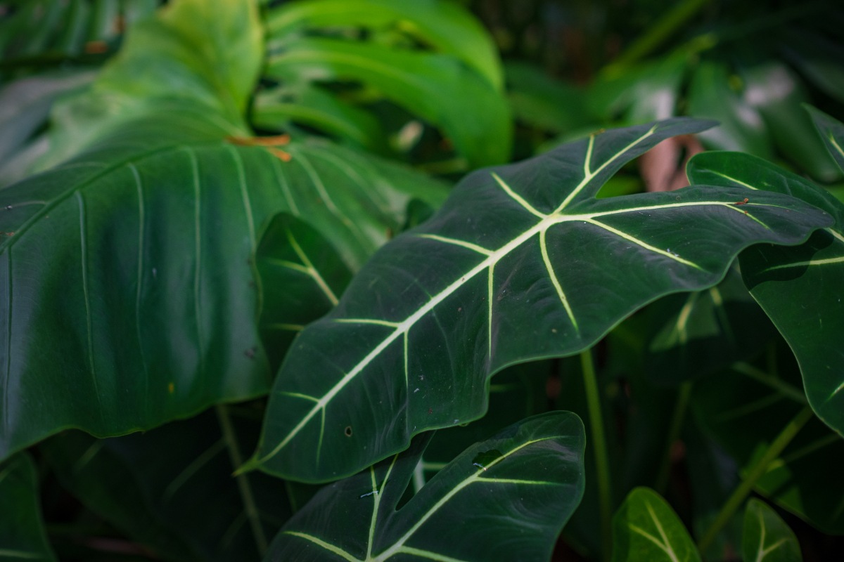 Une plante d'alocasia dans le jardin