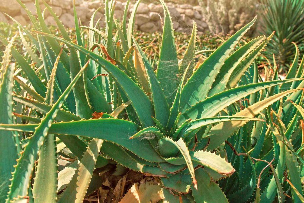 Des plantes d'aloe vera dans le jardin