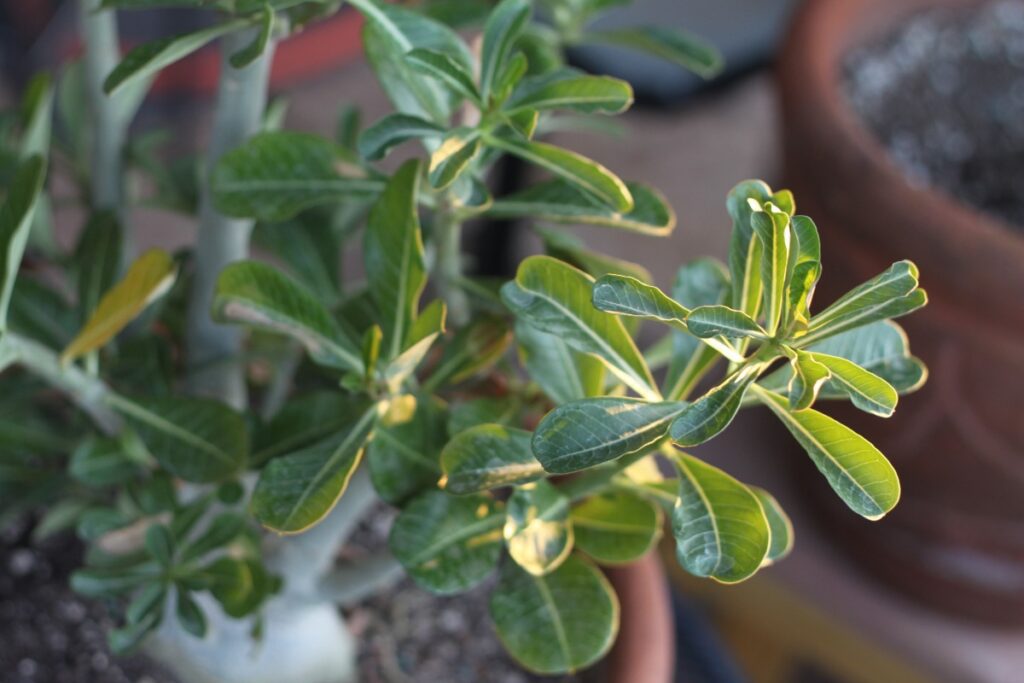 Une plante d'oranger du Mexique dans un pot