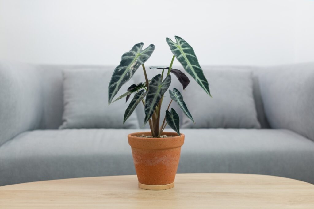 Un alocasia planté dans un pot posé sur une table basse