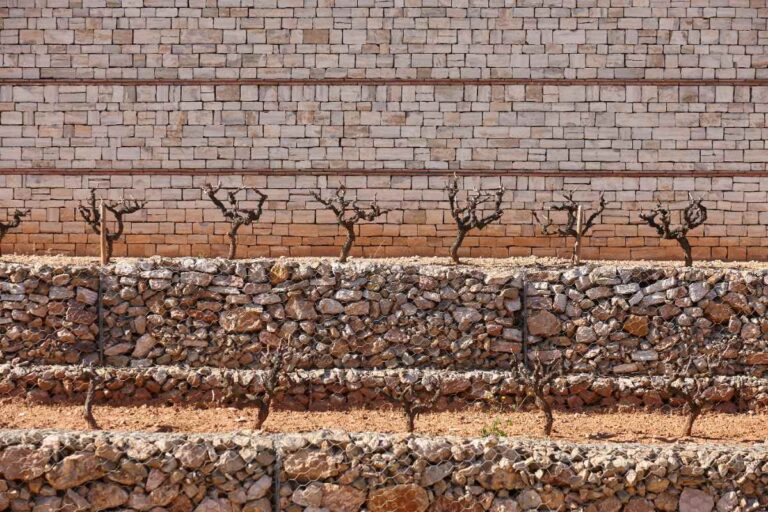 Des terrasses de vignobles et des murs de pêches
