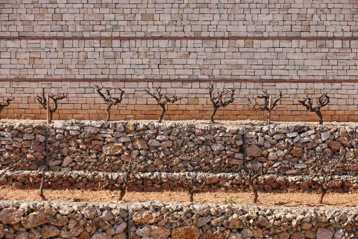 Des terrasses de vignobles et des murs de pêches