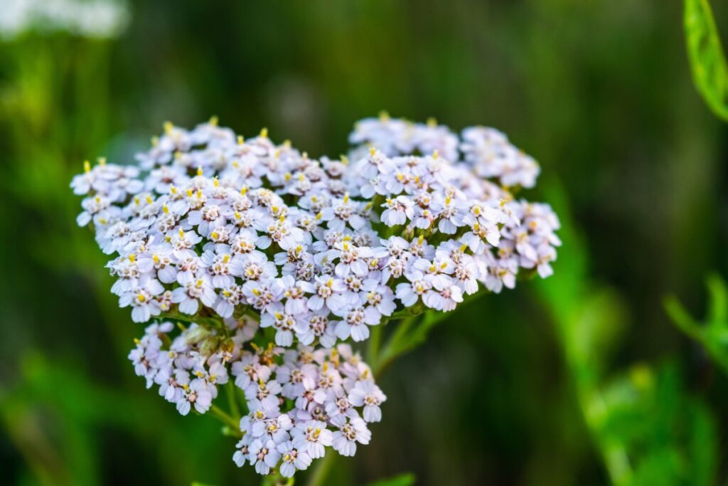 Une plante d'achillée millefeuille en pleine floraison