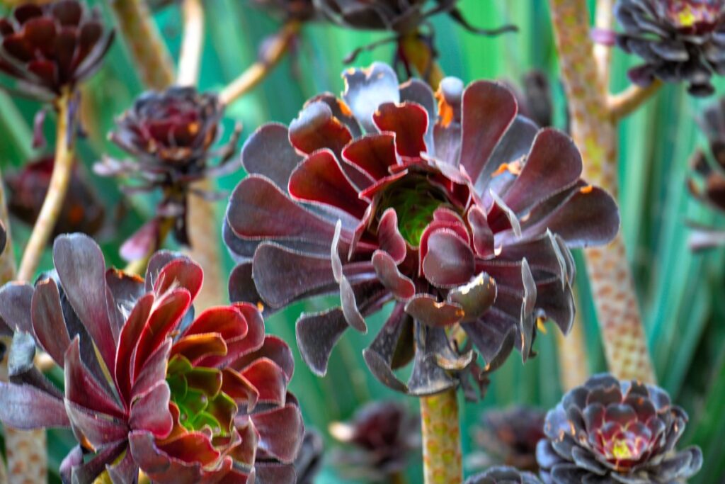 Aéonium pourpre planté dans le jardin