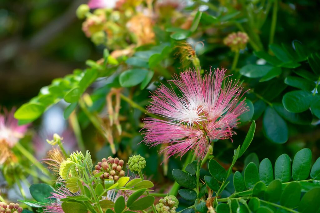 Un albizia planté dans le jardin