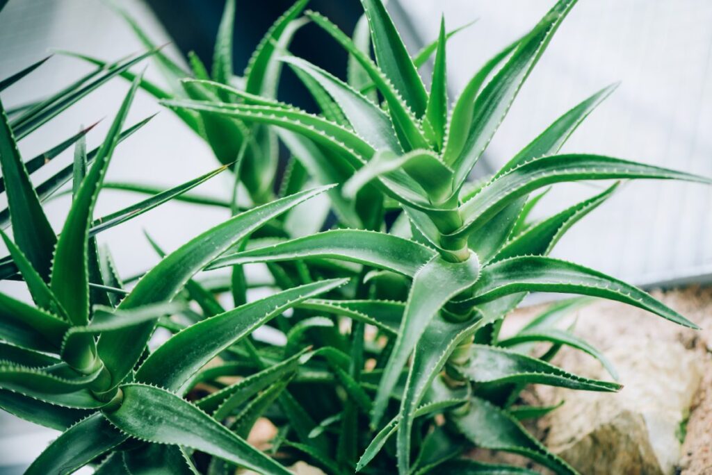 Une plante d'aloe vera dans le jardin