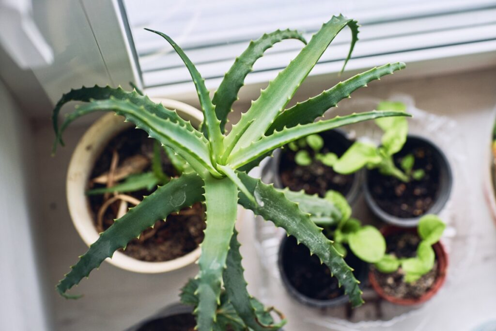 Plante d'aloe vera dans un pot avec d'autres plantes