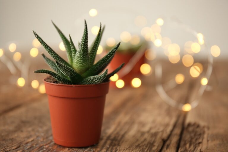 Une plante d'aloe vera plantée dans un pot et placé sur la table en bois