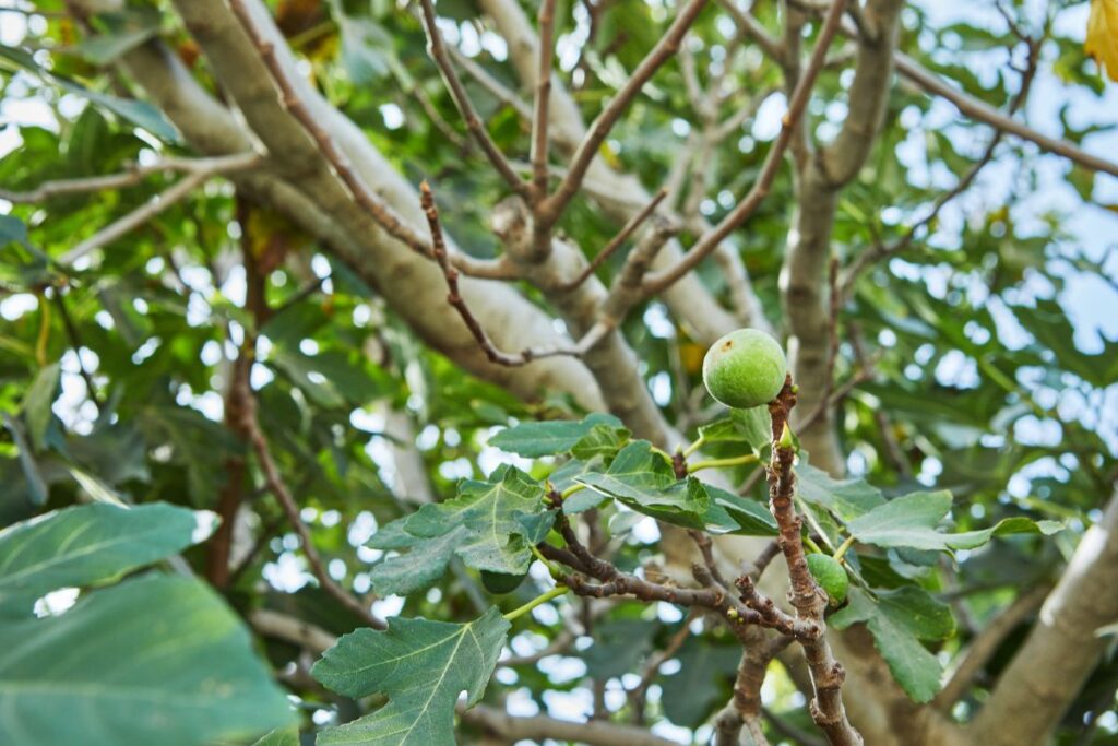 Un arbre de figuier avec des fruits