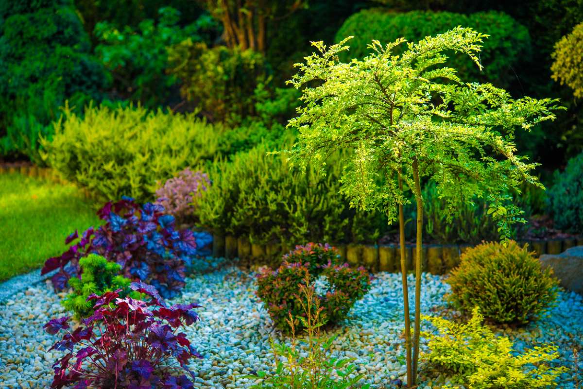 Un beau jardin avec des différentes plantes