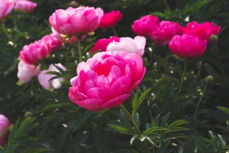 Une belle pivoine en pleine floraison