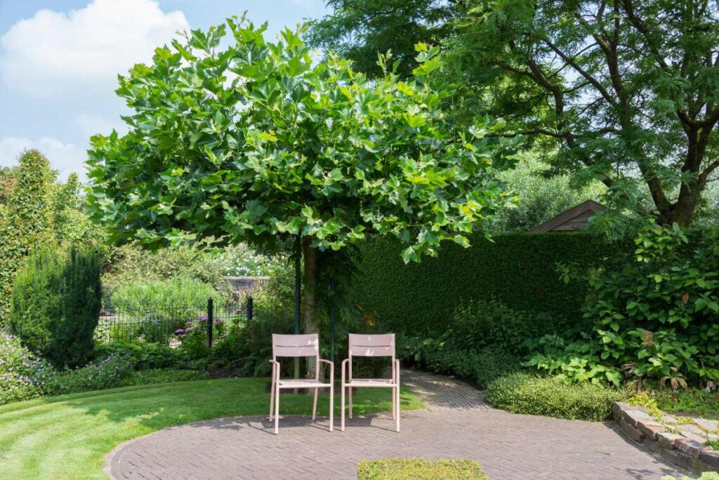 Deux chaises placées sous un arbre dans le jardin