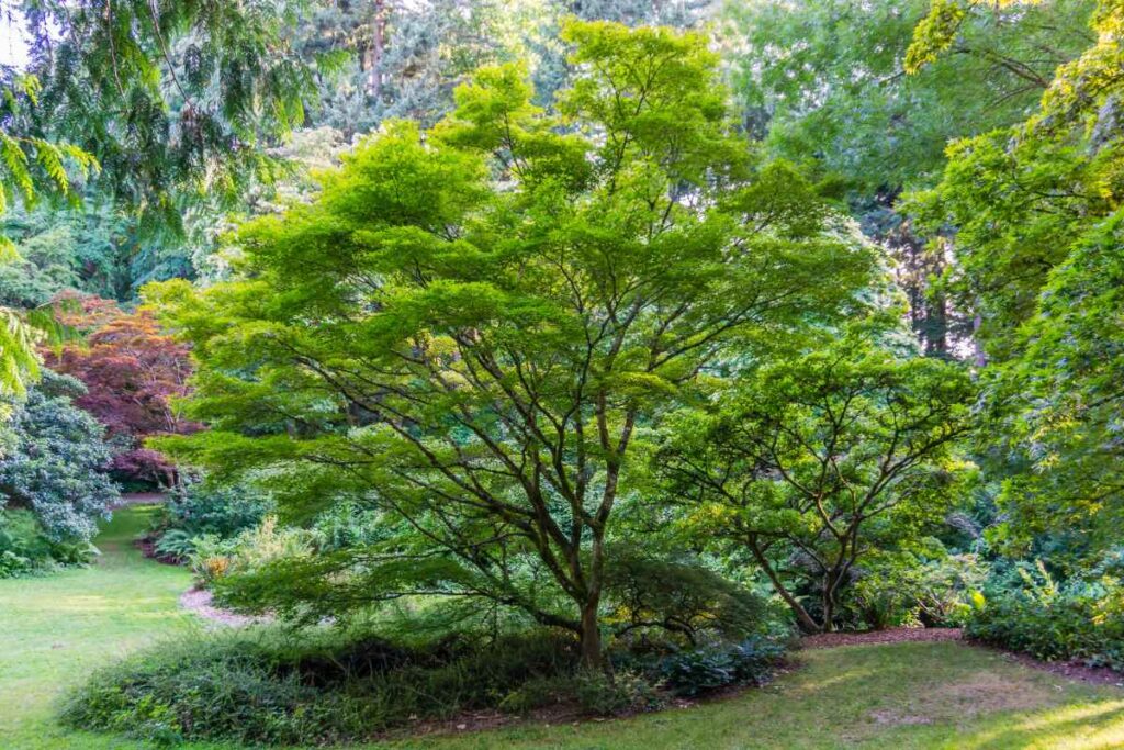 Un érable de Japon planté dans le jardin