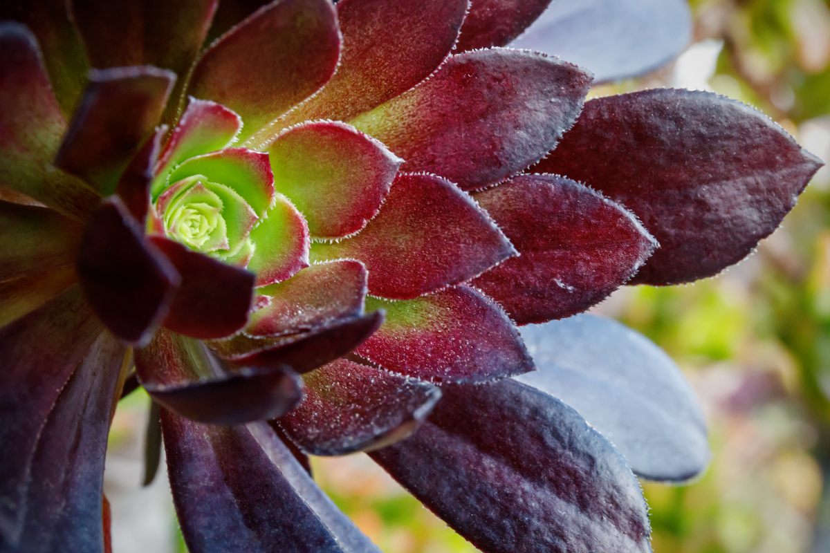 Des feuilles d'aéonium pourpre
