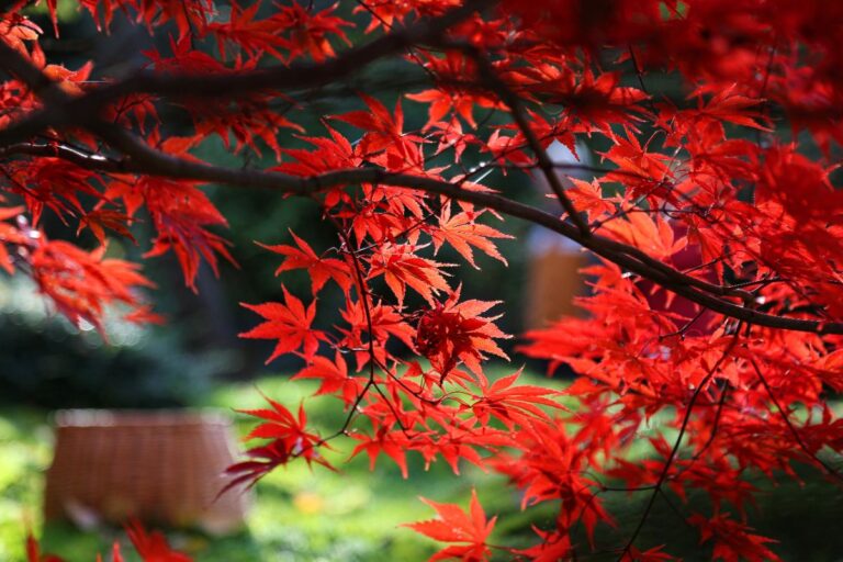 Des feuilles d'érable du Japon rouge