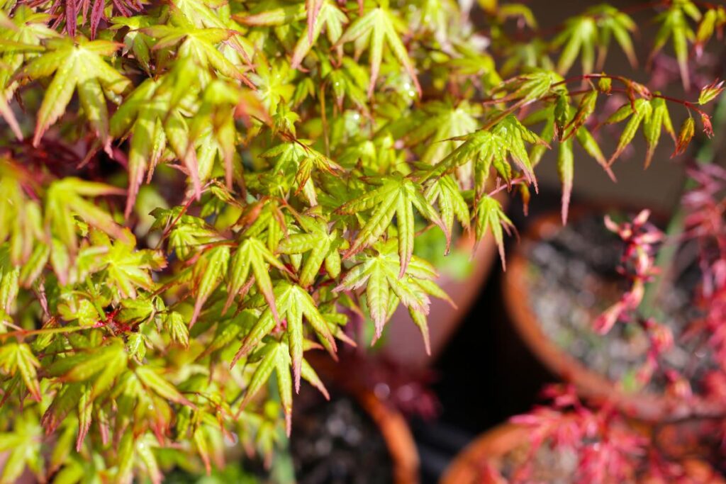 Des feuilles vertes sur une branche d'arbre