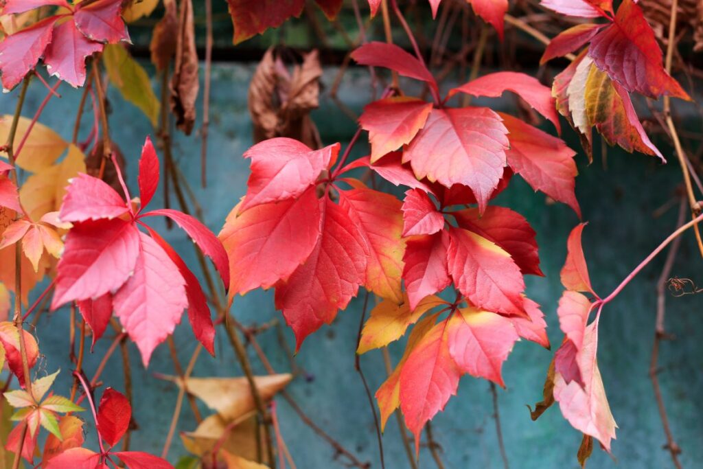 Des feuilles de vigne vierge