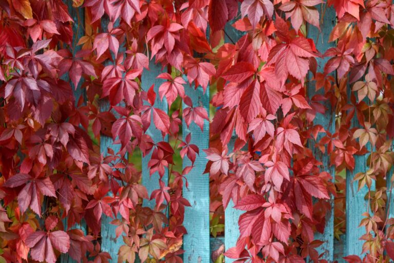 Des feuilles de vigne vierge qui recouvrent un mur