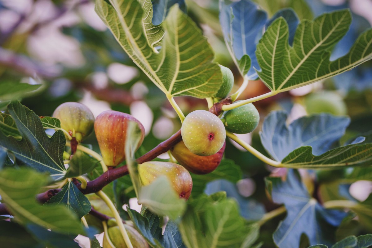 Des figues sur une branche