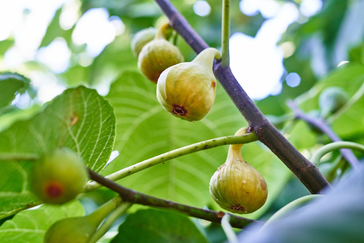 Des figues vertes mûres accrochées sur une branche