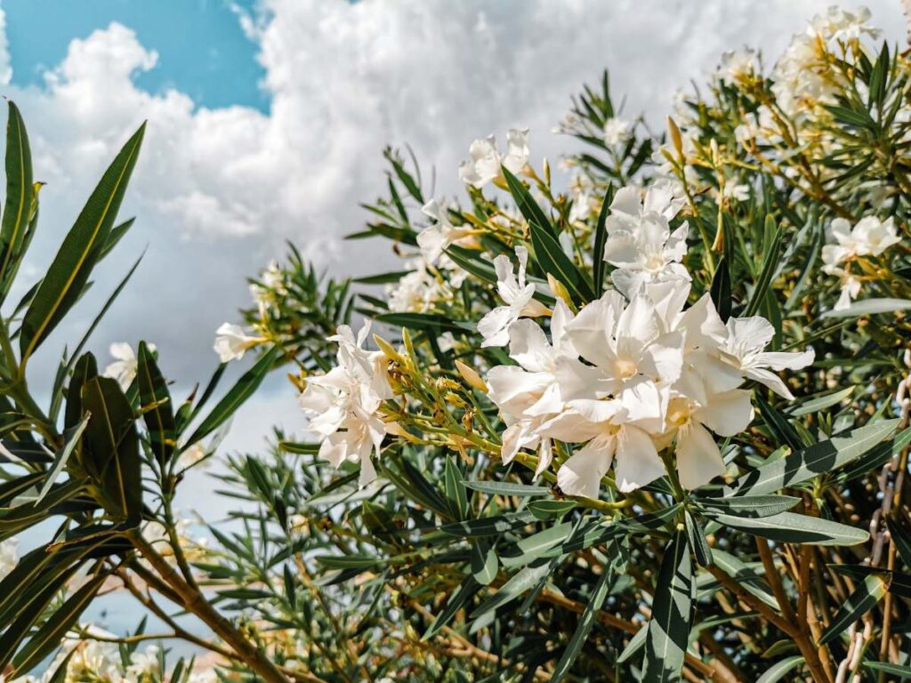 Des fleurs blanches d'une plante de laurier