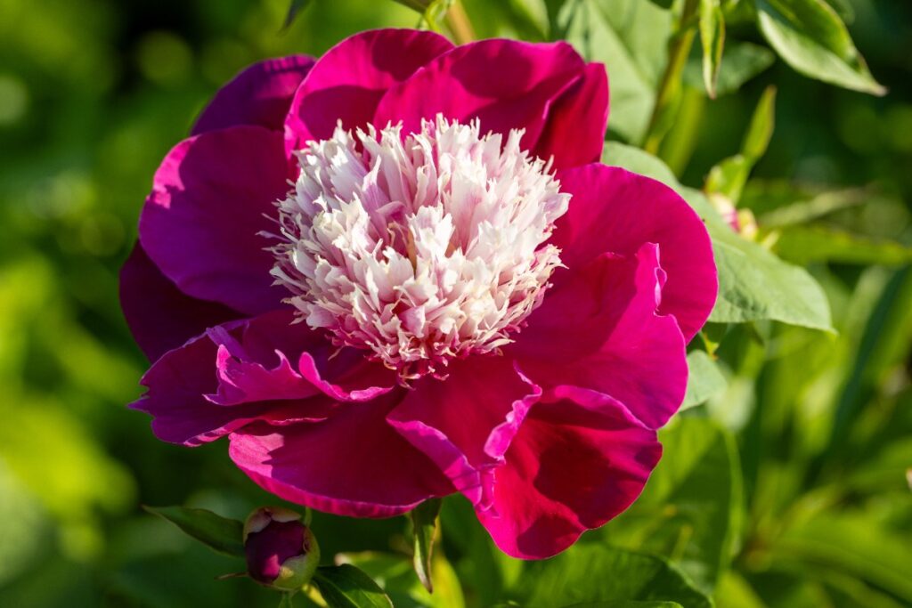 Une fleur de pivoine dans le jardin