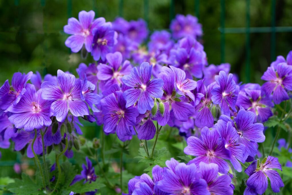 Une plante avec des fleurs violet