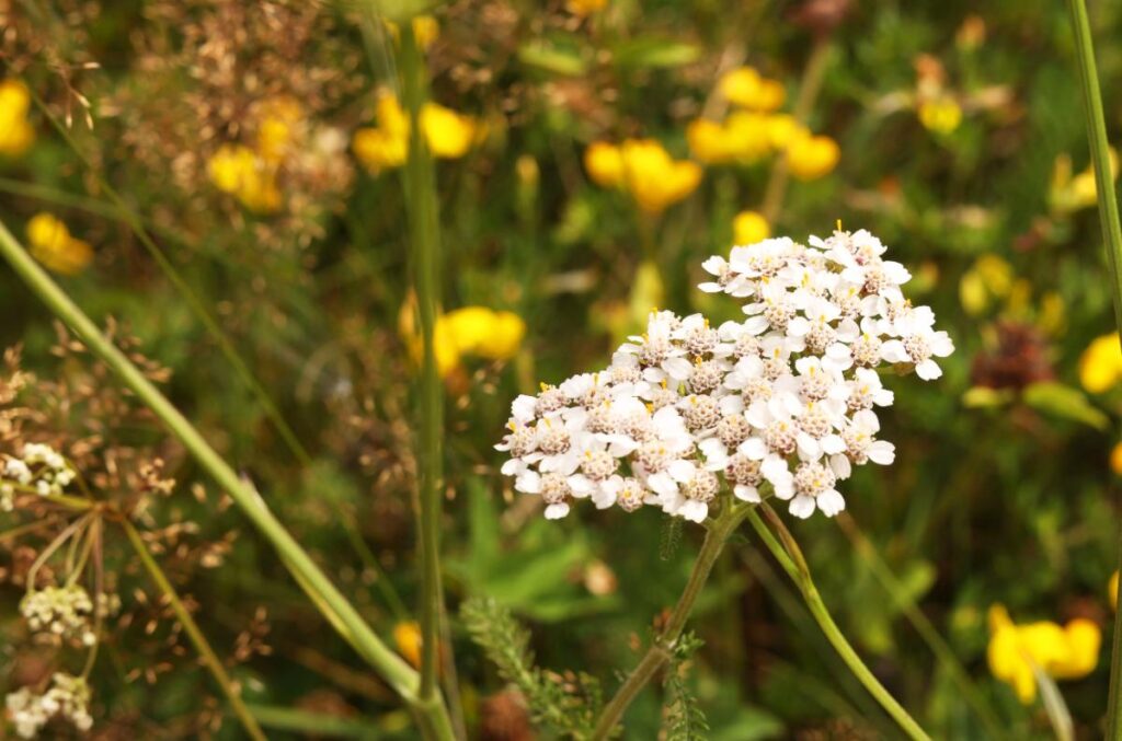 Des fleurs blanches d'une achillée millefeuille