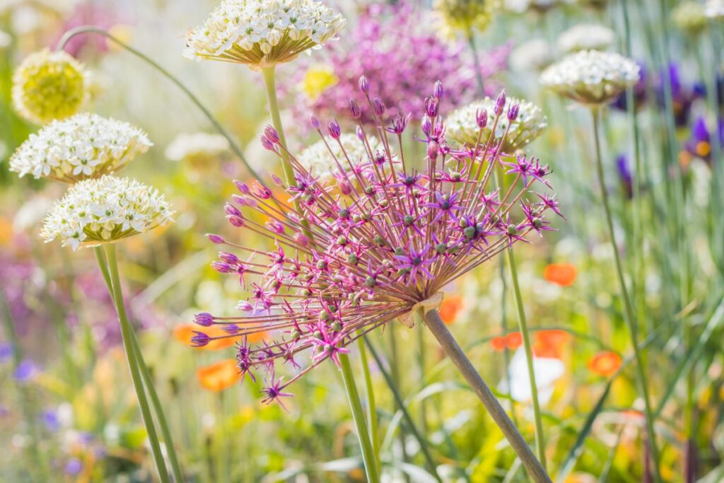 Des fleurs colorées dans le jardin