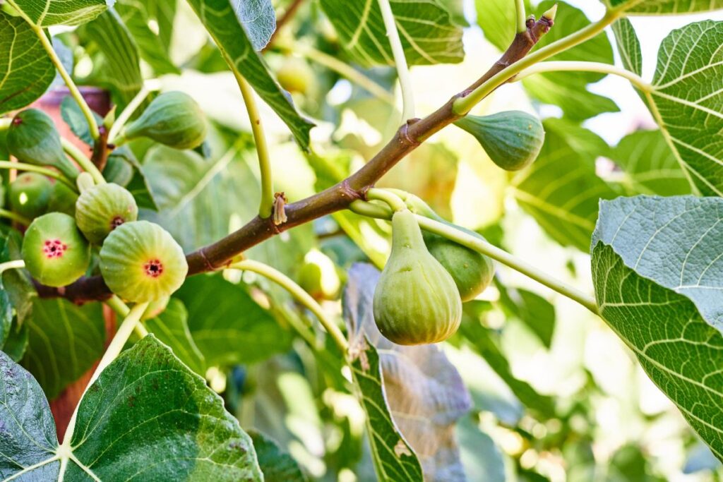 Des figues vertes sur une branche