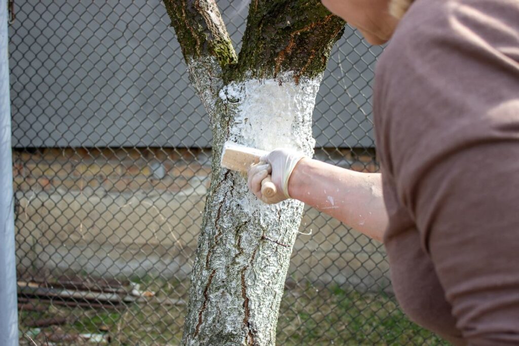 Un homme qui applique du cicatrisant pour l'arbre