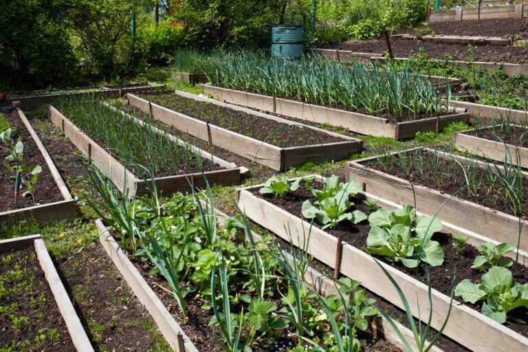 Un jardin potager bien structuré avec de différent légumes