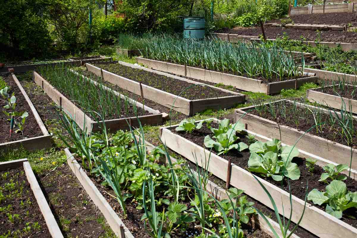 Un jardin potager bien structuré avec de différent légumes