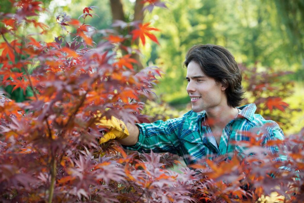 Un jeune homme qui regarde des feuilles d'érables du Japon
