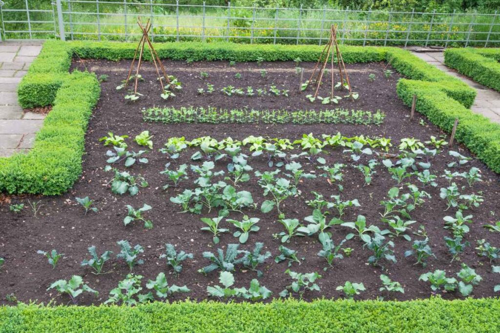 Des jeunes légumes plantés dans un potager