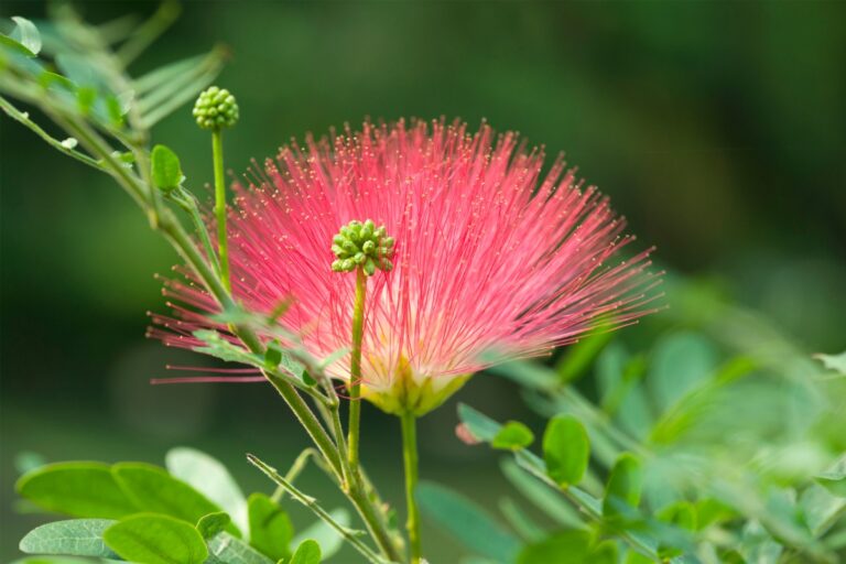 Une jolie fleur d'albizia