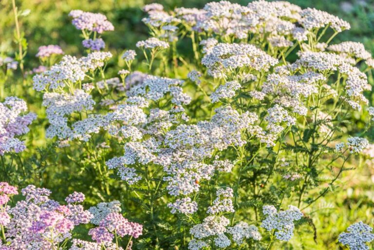 Des jolies fleurs d'achillée millefeuille