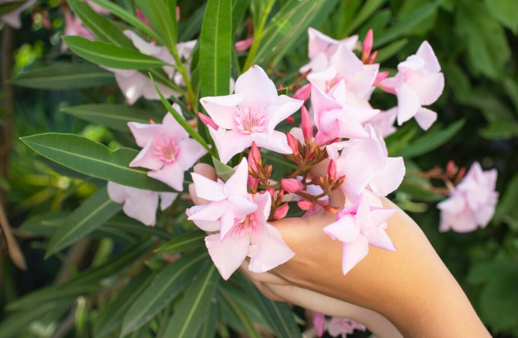 Une main tenant des fleurs de laurier