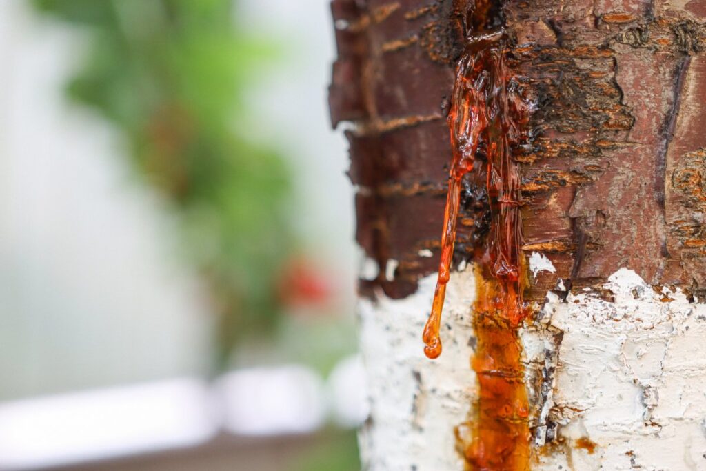 Du mastic cicatrisant appliqué sur les plaies d'un arbre