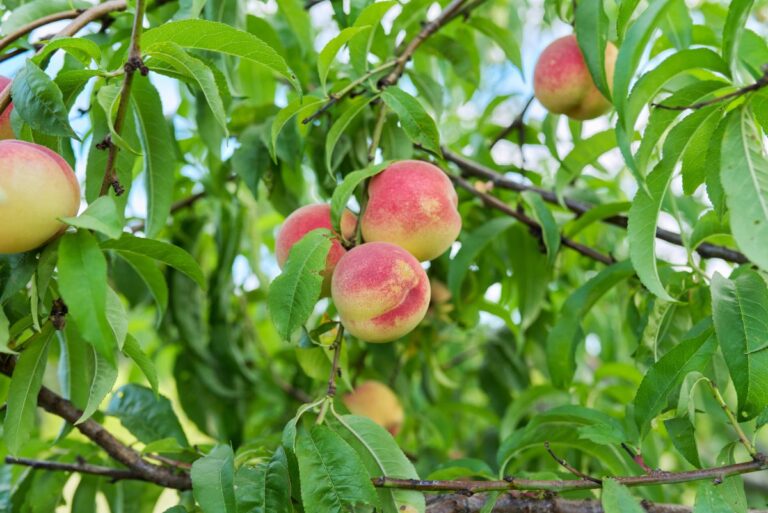 Des pêches sur les branches d'arbre