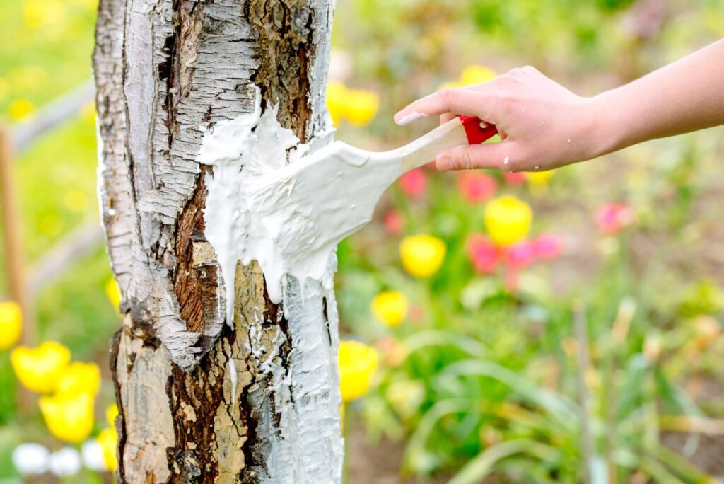 Une personne qui applique du cicatrisant pour l'arbre