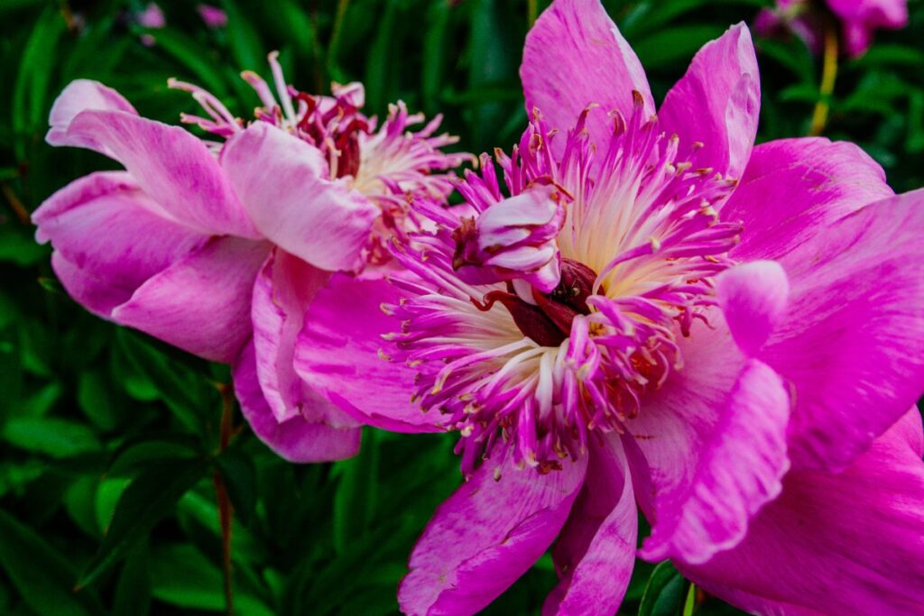 Une pivoine plantée dans un jardin botanique