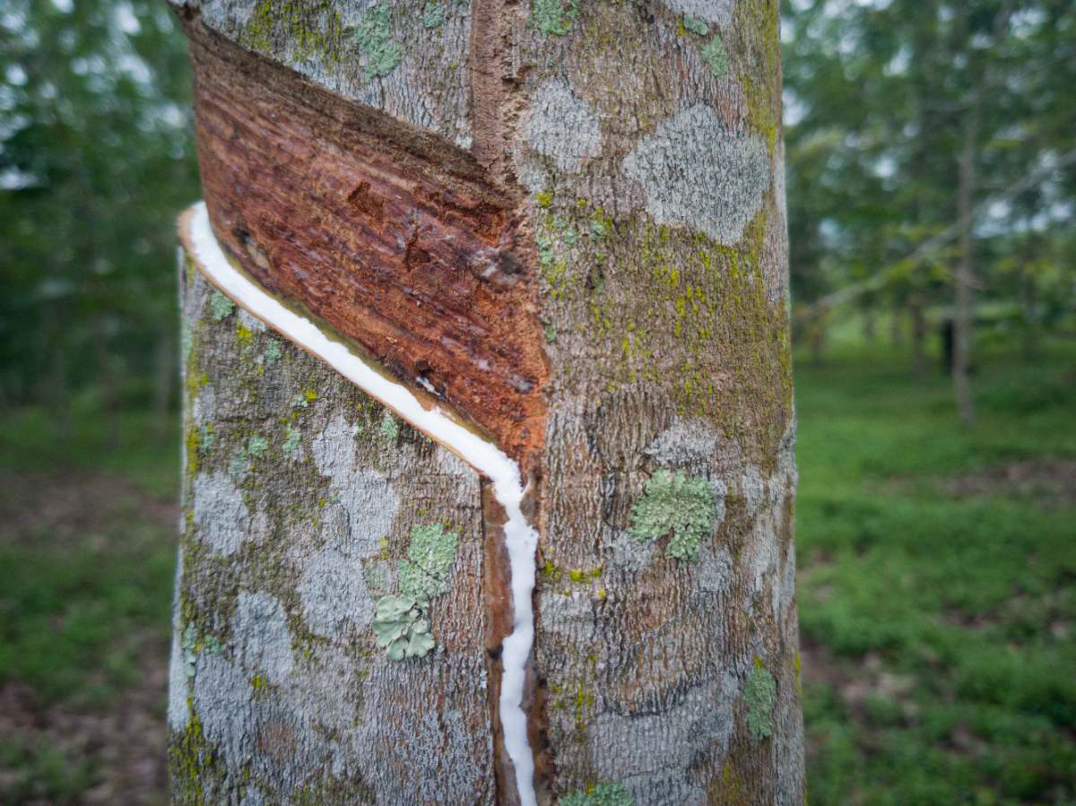 Des plaies sur le tronc d'un grand arbre