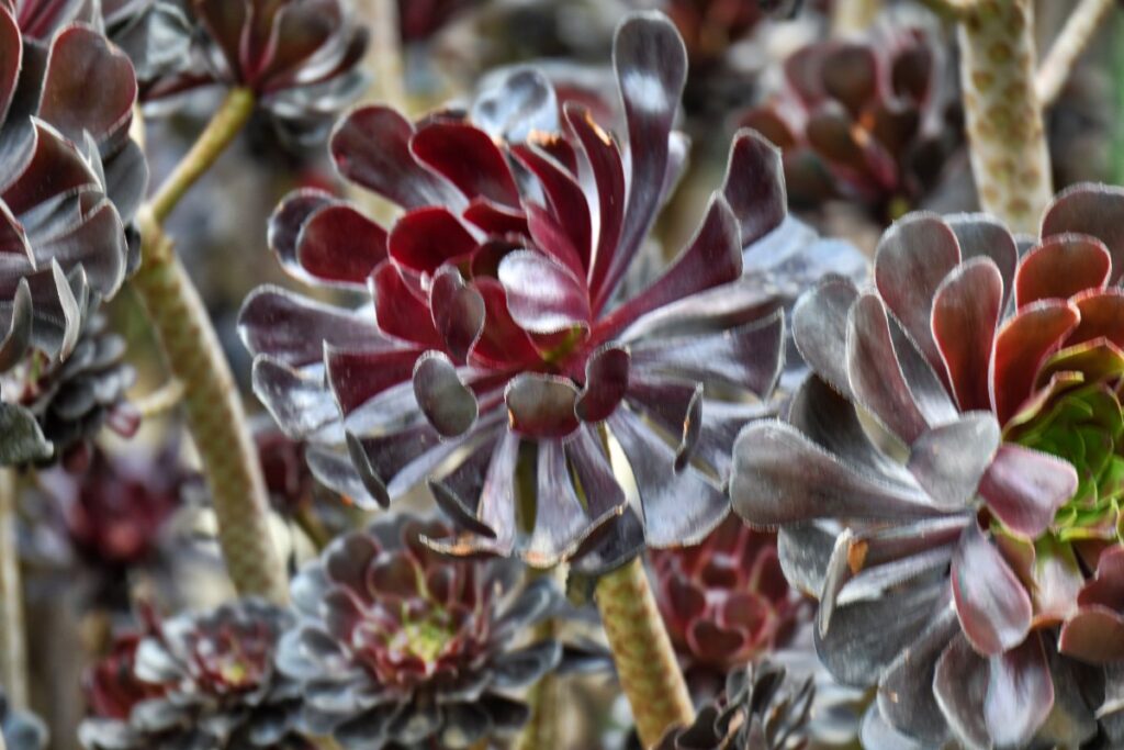 Une plante d'aéonium pourpre