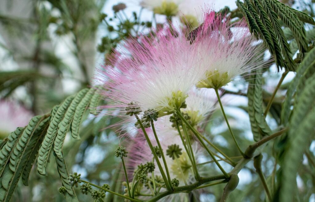 Une plante d'albizia dans le jardin