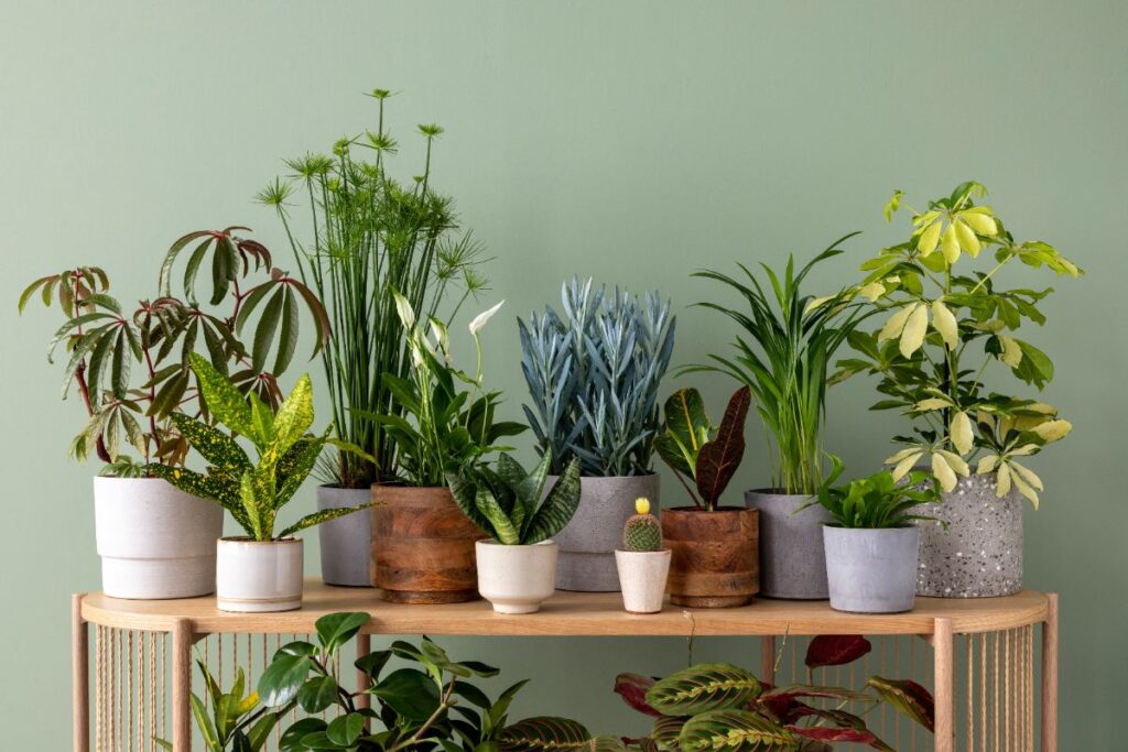 Des plantes intérieures placées sur une étagère en bois