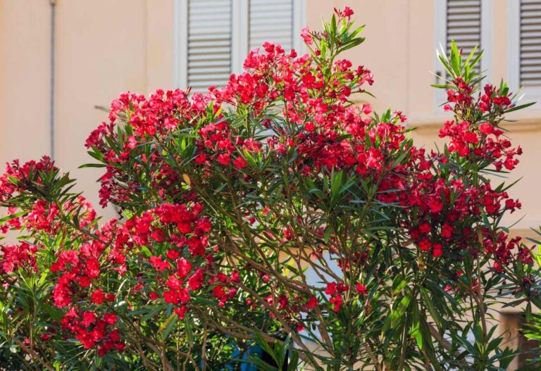 Une plante de laurier en pleine floraison devant la maison