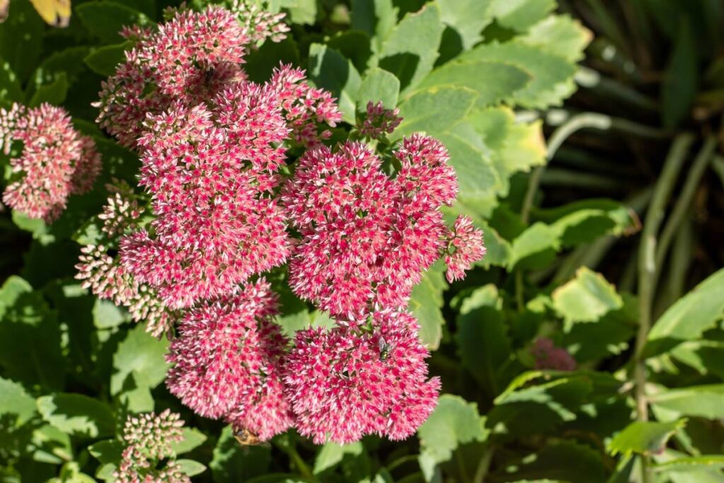 Une plante de sédum dans un jardin